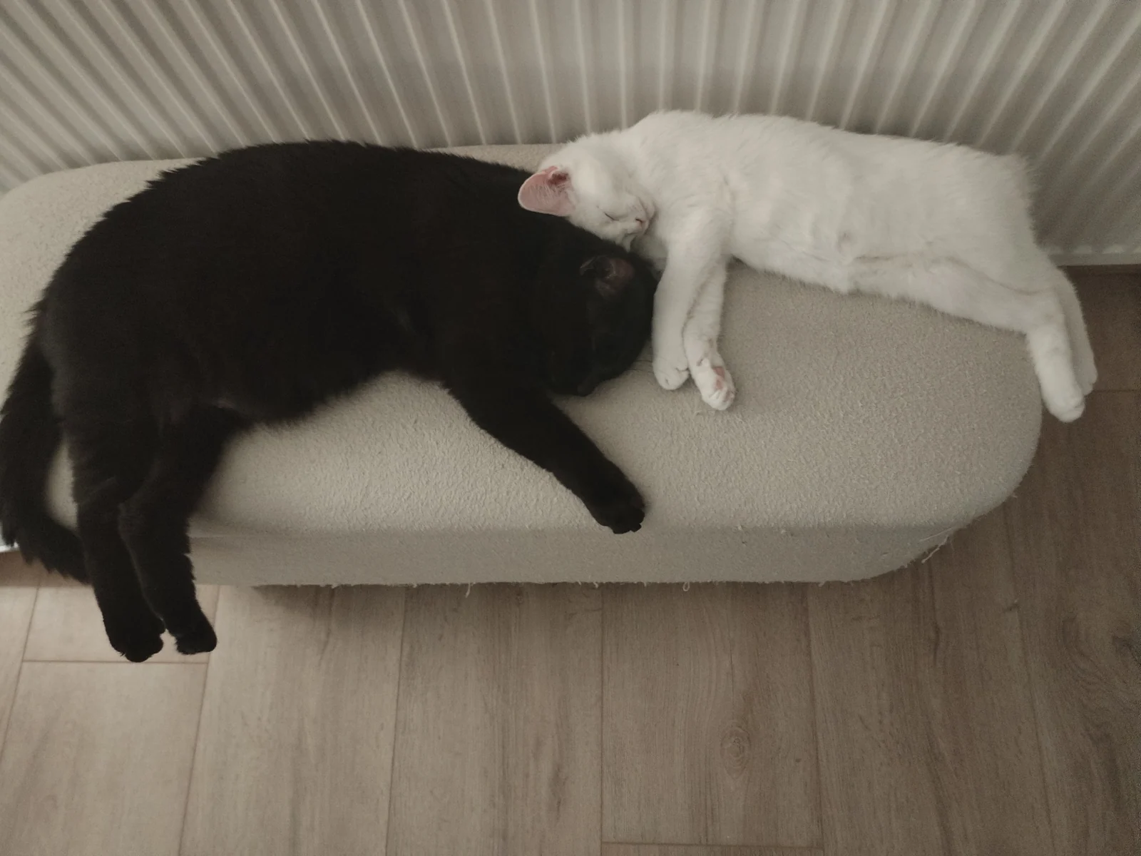 Dusty and Cosmo sleeping close together on a soft bench