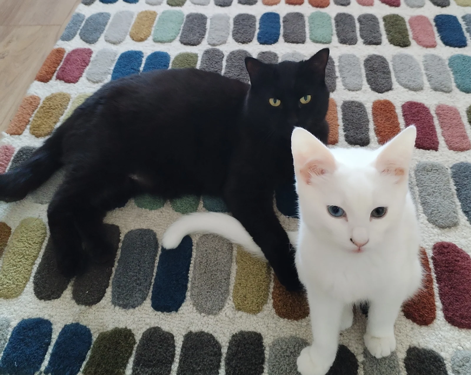 Black cat Dusty resting beside white cat Cosmo on a colourful rug