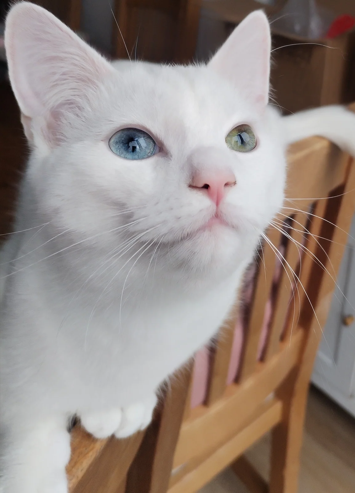Close-up of white cat Cosmo looking up, showing one blue eye and one green eye