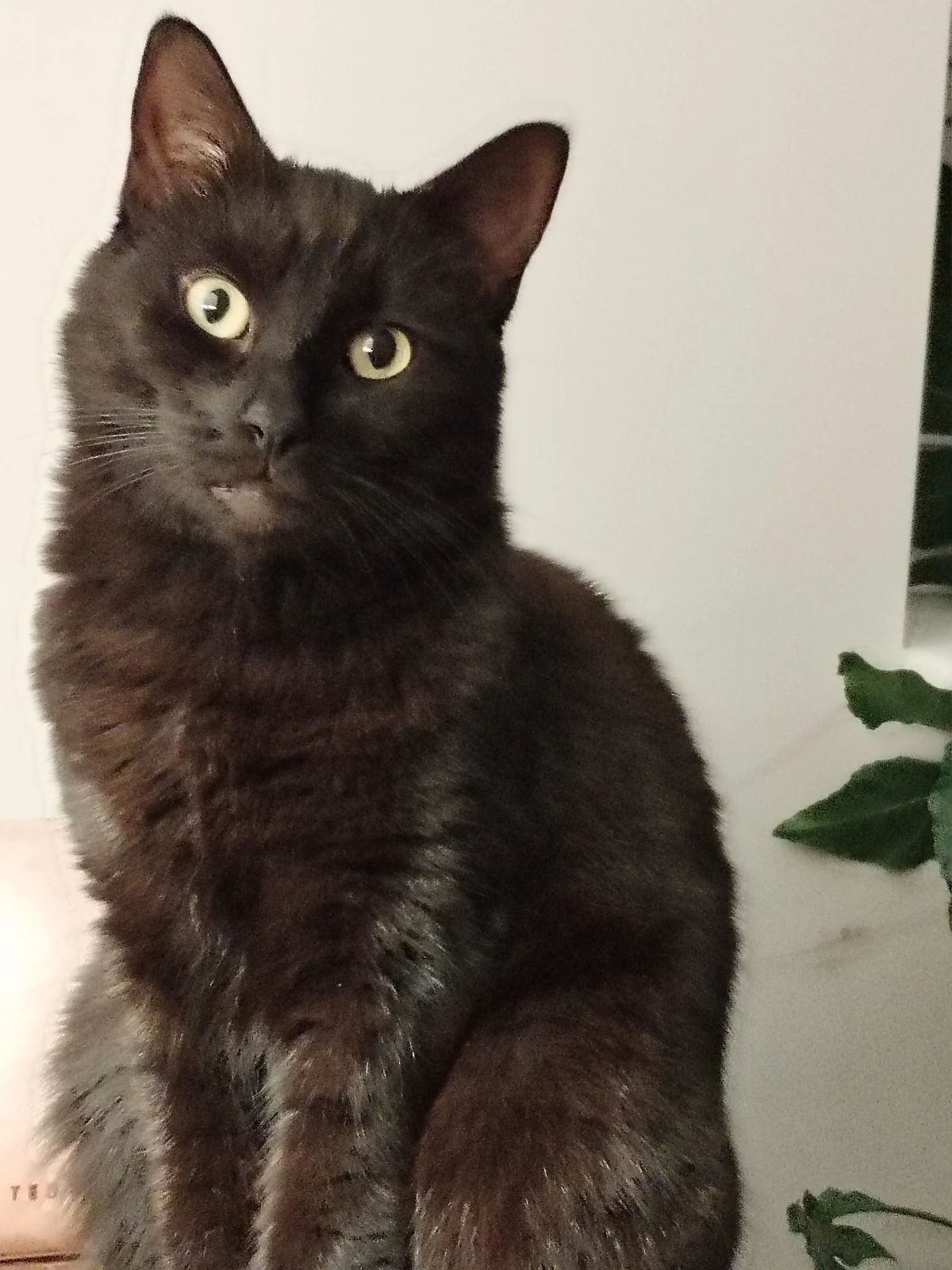 Black cat Dusty sitting and looking towards the camera